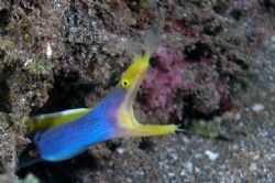 From Manado coast, north Sulawesi. by Ugo Gaggeri 